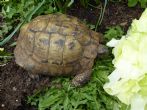 Hermanns : Male approx 50+ years old (Tortie)